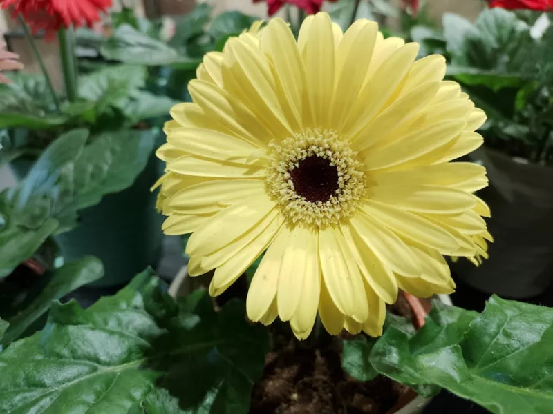 Gerbera Mega Revolution - Gerbera jamesonii 'Mega Revolution'