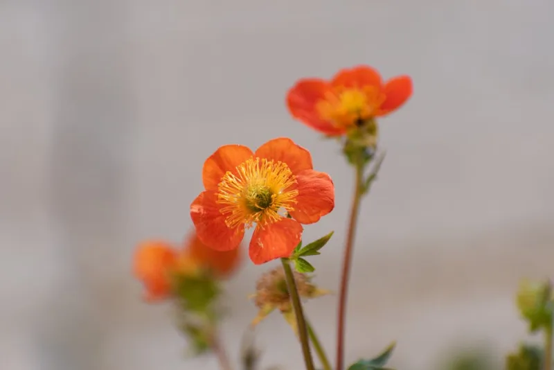 Geum Lady Stratheden - Geum 'Lady Stratheden'