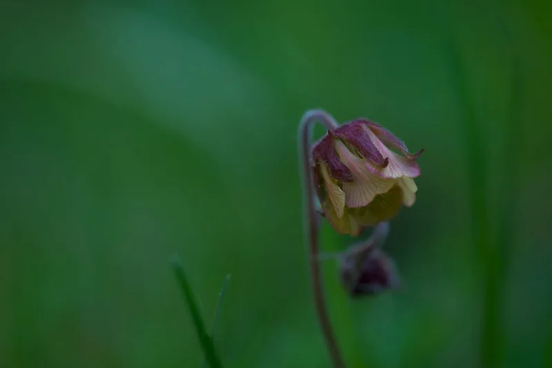 Geum Rivale - Geum rivale