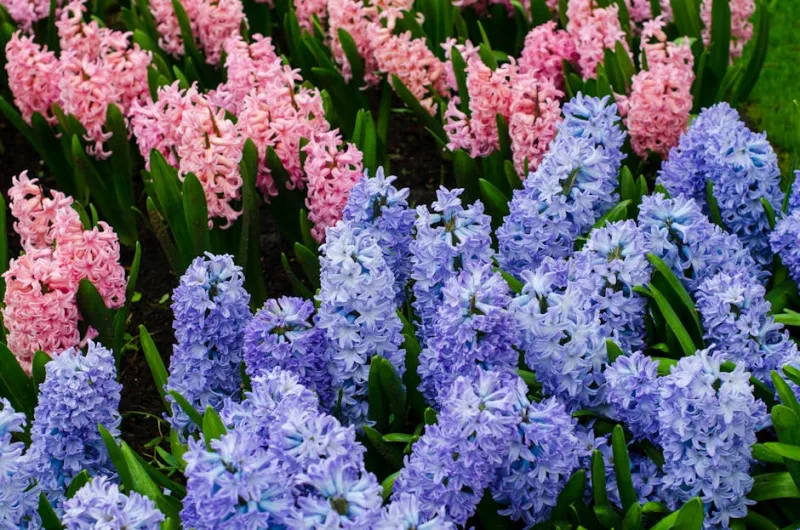 Giacinto Carnegie - Hyacinthus 'Carnegie'