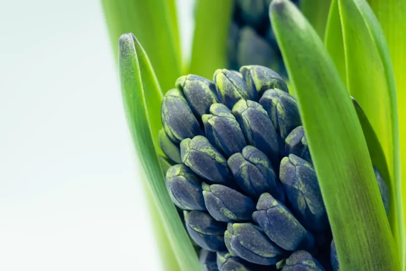 Giacinto - Hyacinthus orientalis