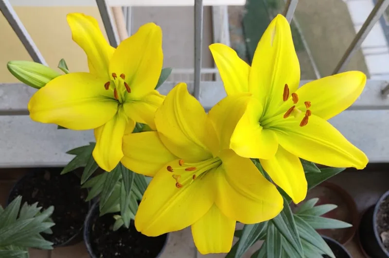 Giglio Asiatico - Lilium asiaticum