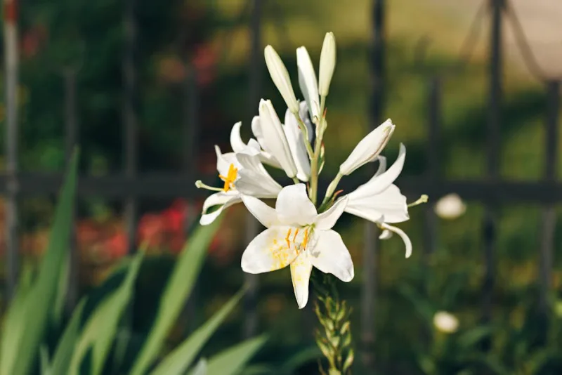 Giglio Candidum - Lilium candidum