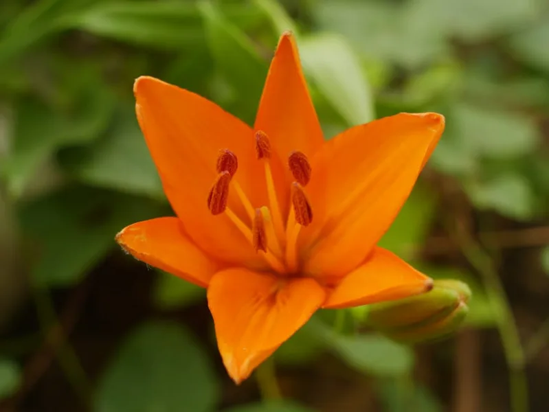 Giglio di San Giovanni - Lilium bulbiferum