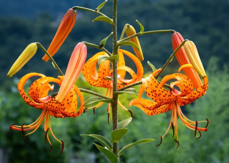 Giglio Lancifolium - Lilium lancifolium