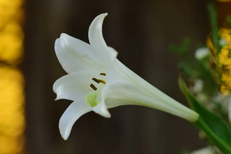 Giglio Longiflorum - Lilium longiflorum