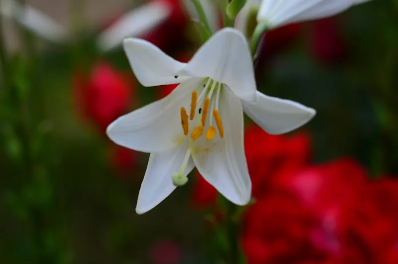 Giglio Regale - Lilium regale