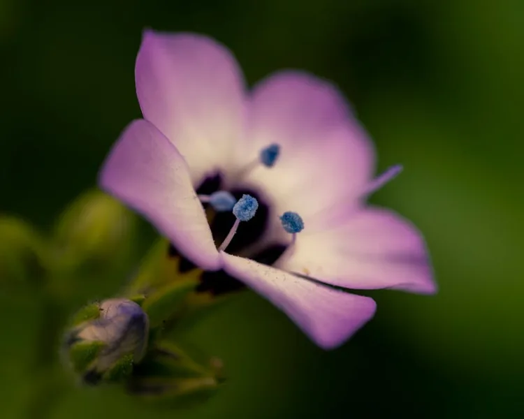Gilia - Gilia capitata