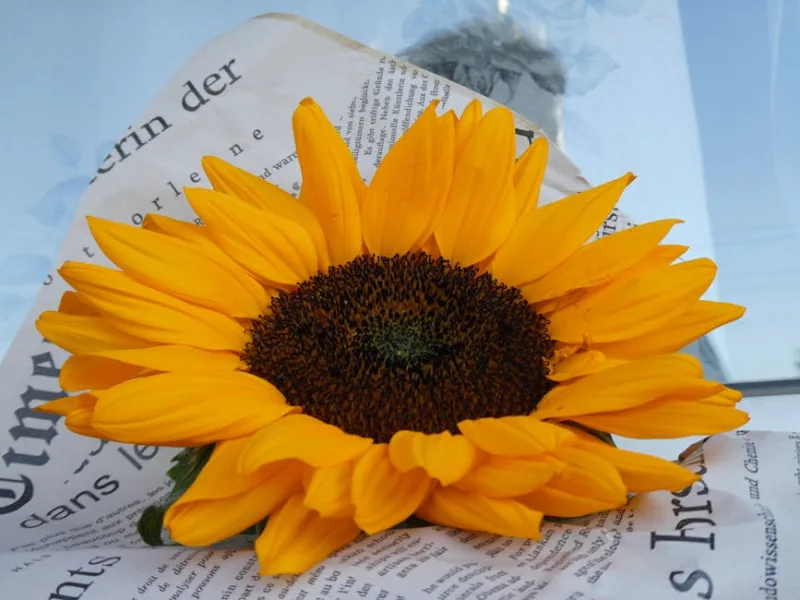 Girasole Lemon Queen - Helianthus annuus 'Lemon Queen'