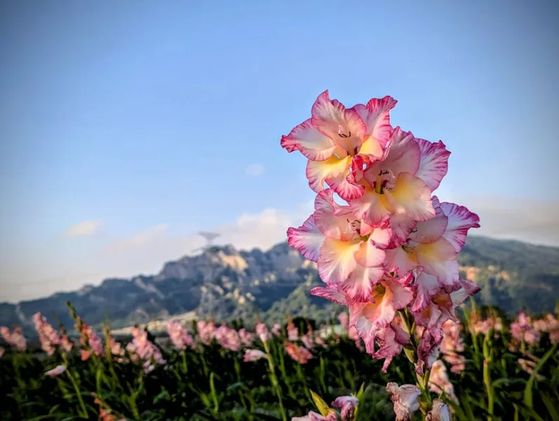 Gladiolo Byzantinus - Gladiolus communis subsp. byzantinus