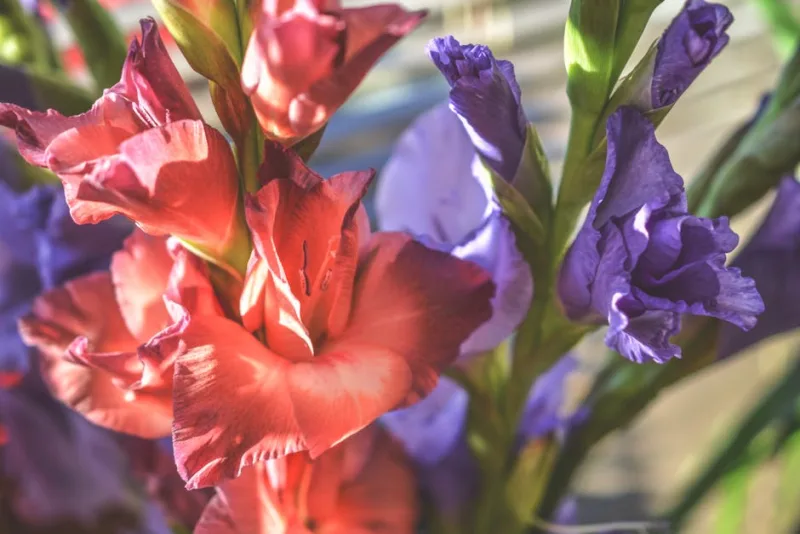 Gladiolo Espresso - Gladiolus 'Espresso'