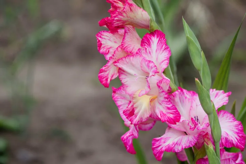 Gladiolo Nano - Gladiolus nanus
