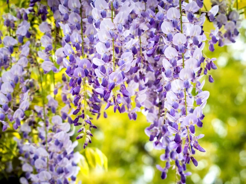Glicine Cinese - Wisteria sinensis