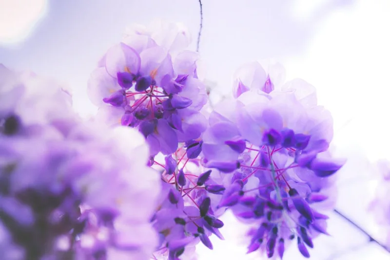 Glicine Giapponese - Wisteria floribunda