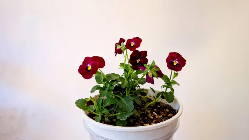 Globularia Cordifolia - Globularia cordifolia