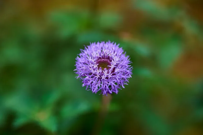 Globularia Punctata - Globularia punctata