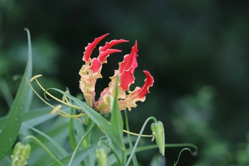 Gloriosa - Gloriosa superba