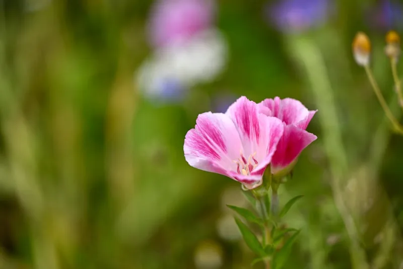 Godetia Grandiflora - Clarkia amoena