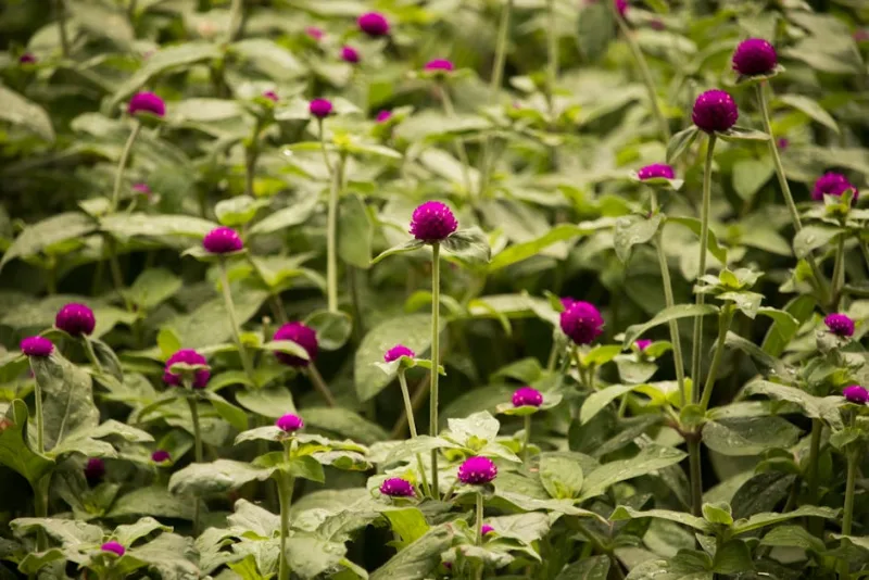 Gomphrena Ping Pong - Gomphrena globosa 'Ping Pong'
