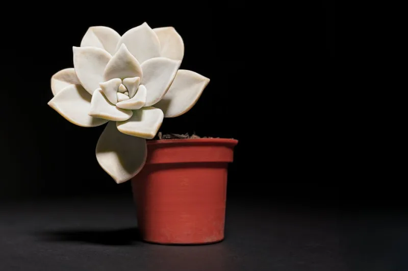 Graptopetalum Amethystinum - Graptopetalum amethystinum