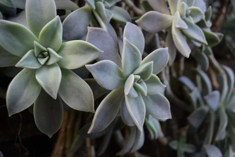 Graptopetalum - Graptopetalum paraguayense