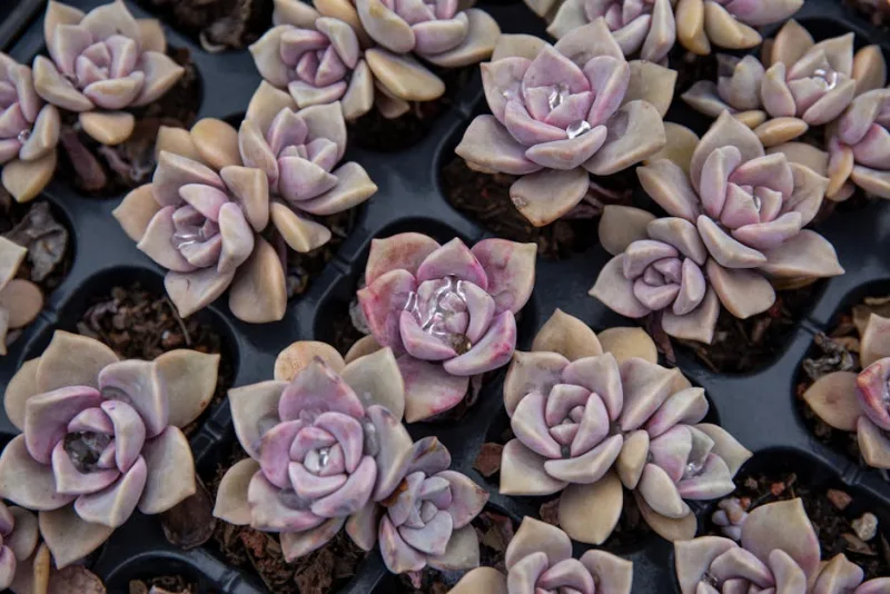 Graptoveria Fred Ives - × Graptoveria 'Fred Ives'