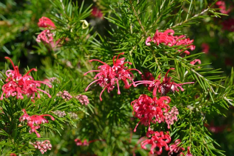 Grevillea Juniperina - Grevillea juniperina