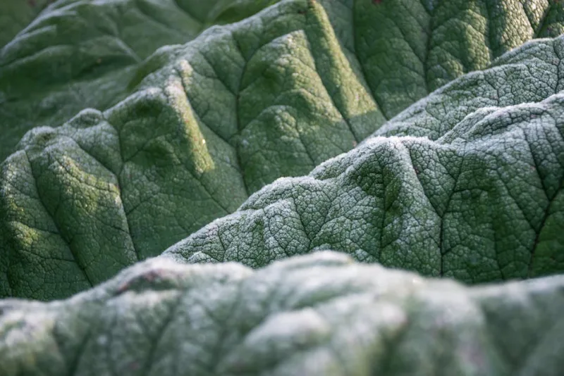 Gunnera Manicata - Gunnera manicata