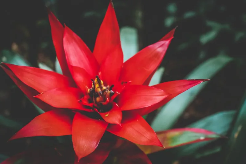 Guzmania Lingulata - Guzmania lingulata