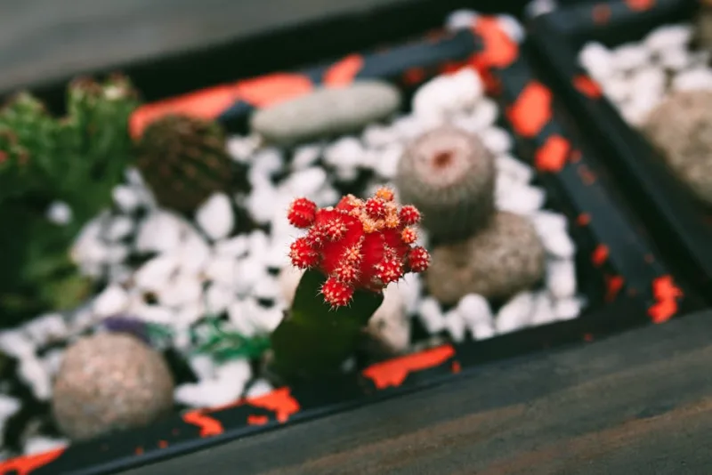 Gymnocalycium Mihanovichii - Gymnocalycium mihanovichii