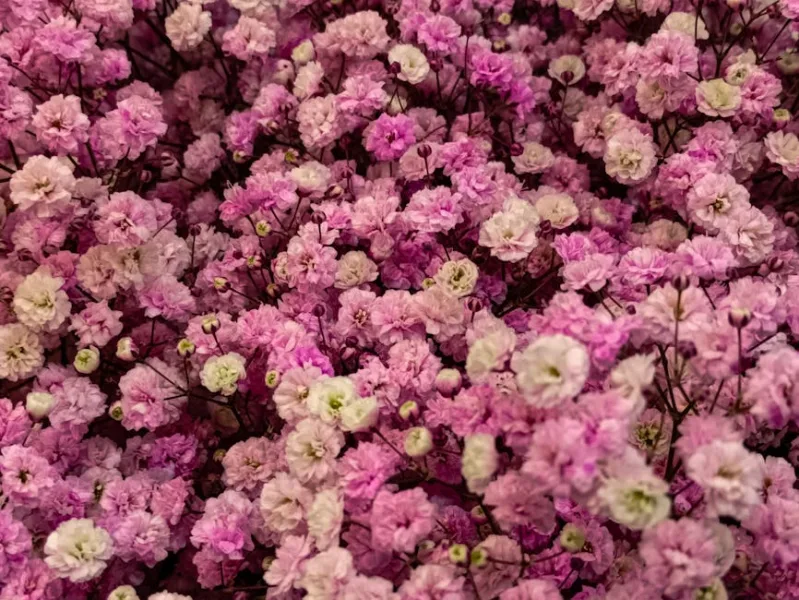 Gypsophila Repens - Gypsophila repens