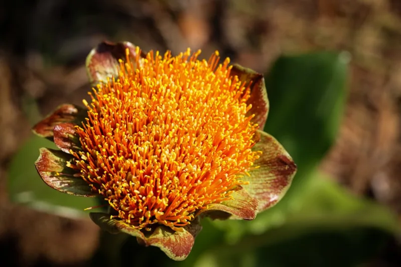 Haemanthus Coccineus - Haemanthus coccineus