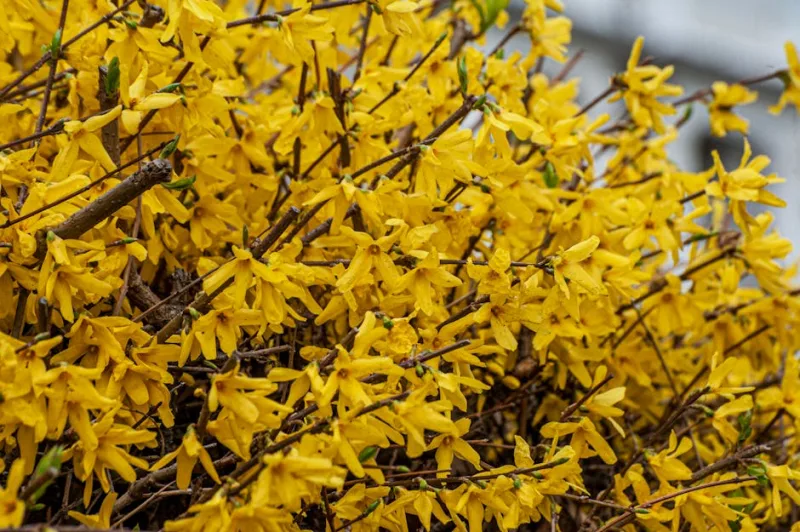 Hamamelis Jelena - Hamamelis × intermedia 'Jelena'