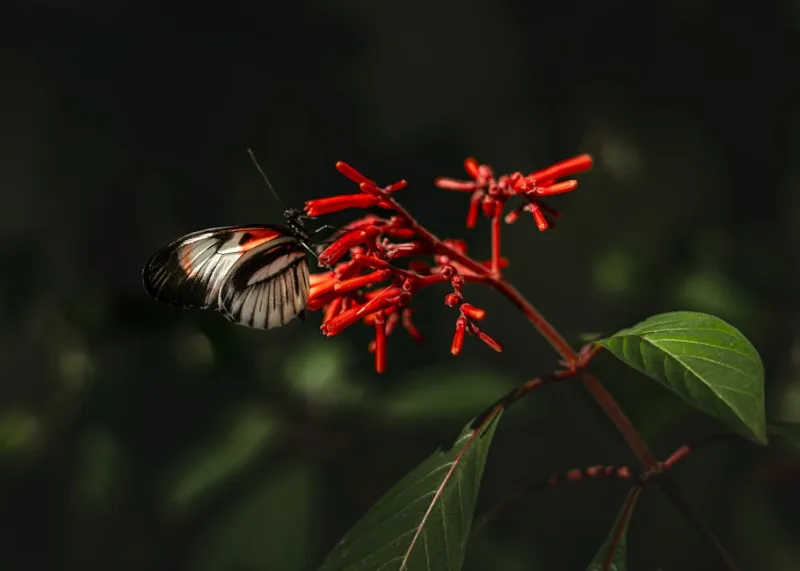 Hamelia Patens - Hamelia patens
