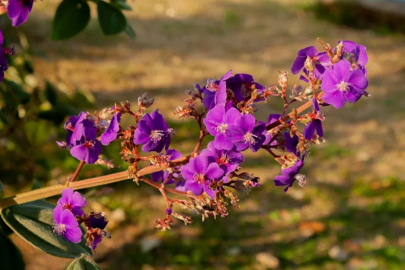 Hardenbergia Violacea - Hardenbergia violacea