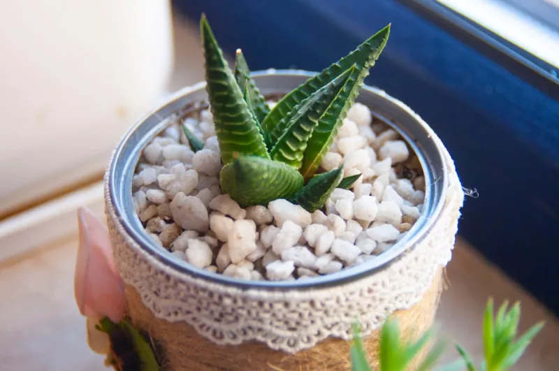 Haworthia Attenuata - Haworthia attenuata
