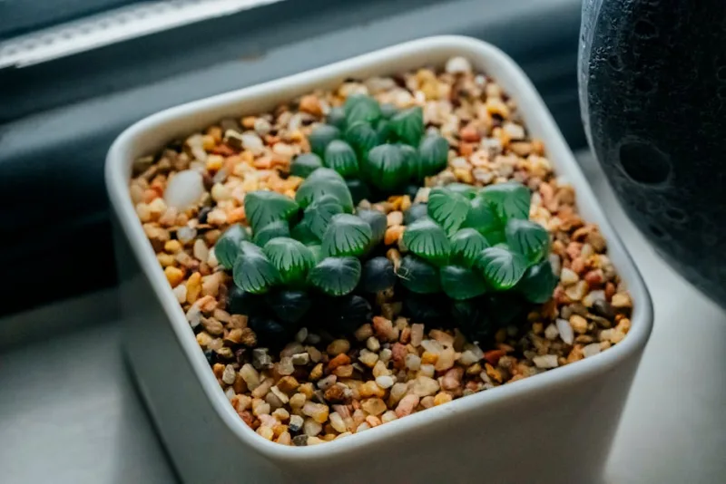 Haworthia Cooperi - Haworthia cooperi