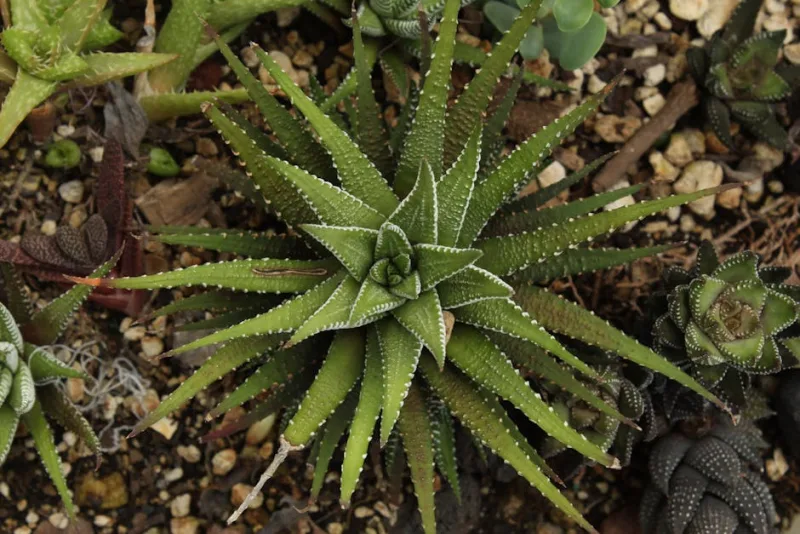 Haworthia Fasciata - Haworthiopsis fasciata