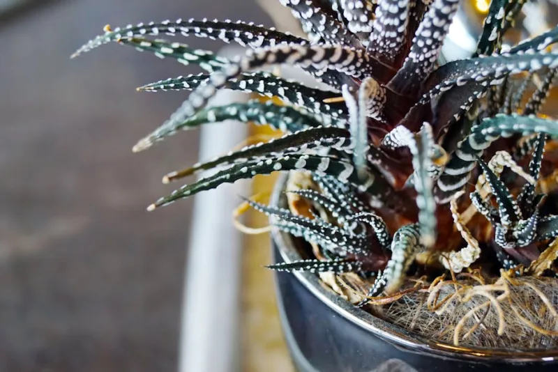Haworthia - Haworthia fasciata