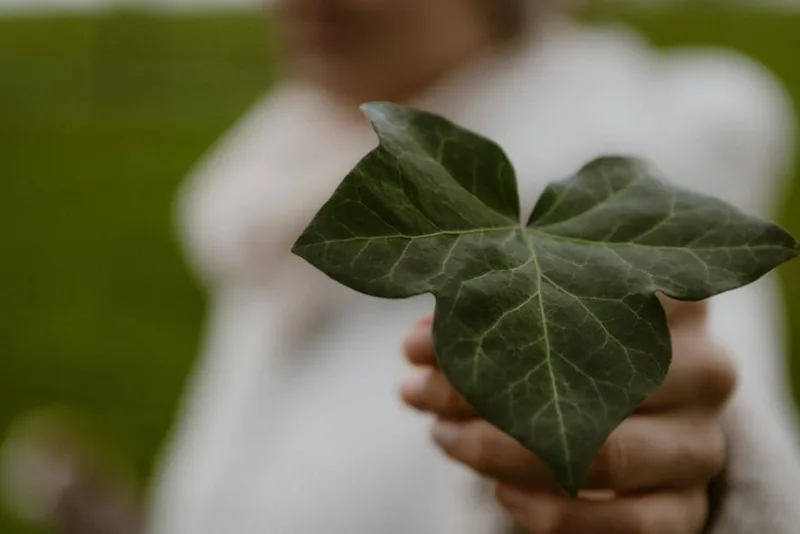 Hedera Glacier - Hedera helix 'Glacier'