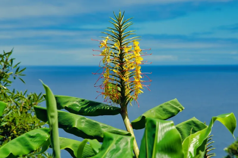 Hedychium Gardnerianum - Hedychium gardnerianum