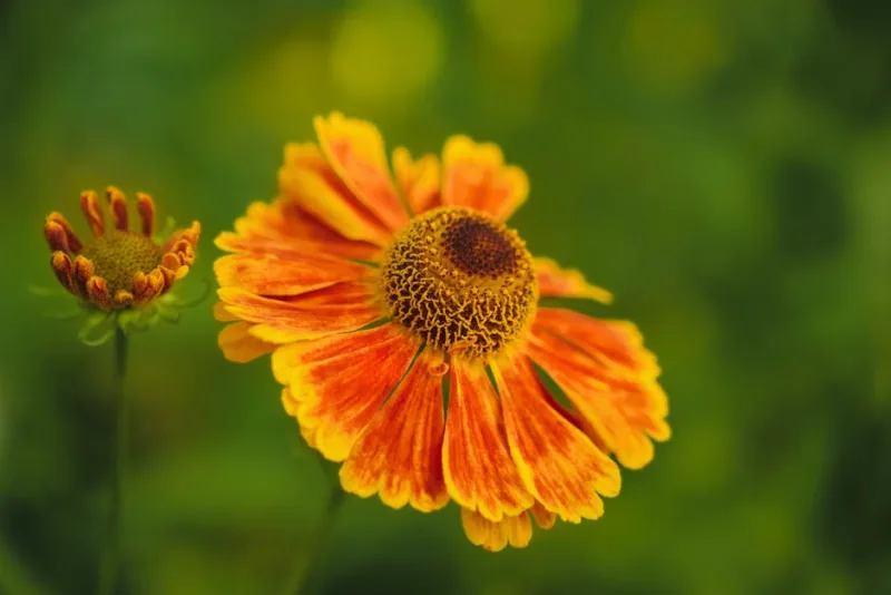 Helenium Septemberfuchs - Helenium 'Septemberfuchs'