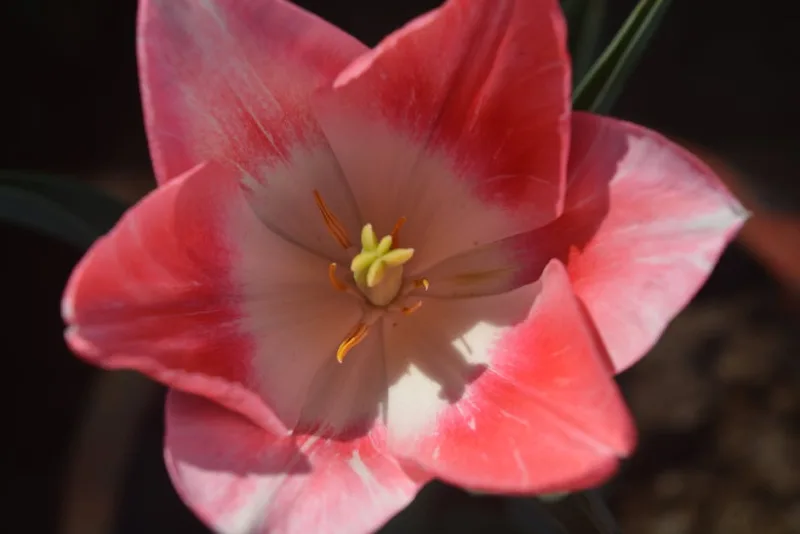 Heliamphora - Heliamphora spp.