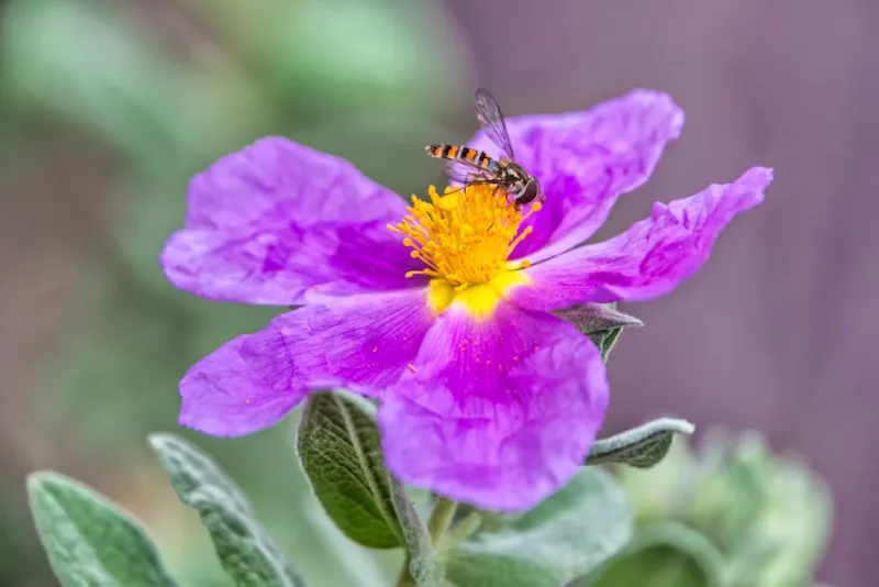 Helianthemum - Helianthemum nummularium