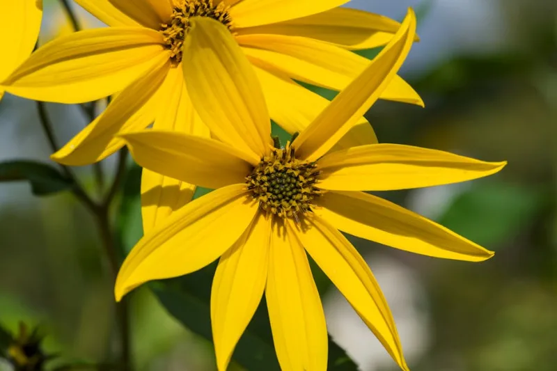 Helianthus Debilis - Helianthus debilis