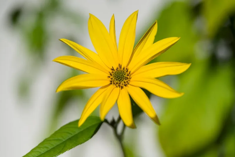 Helianthus Lemon Queen - Helianthus 'Lemon Queen'