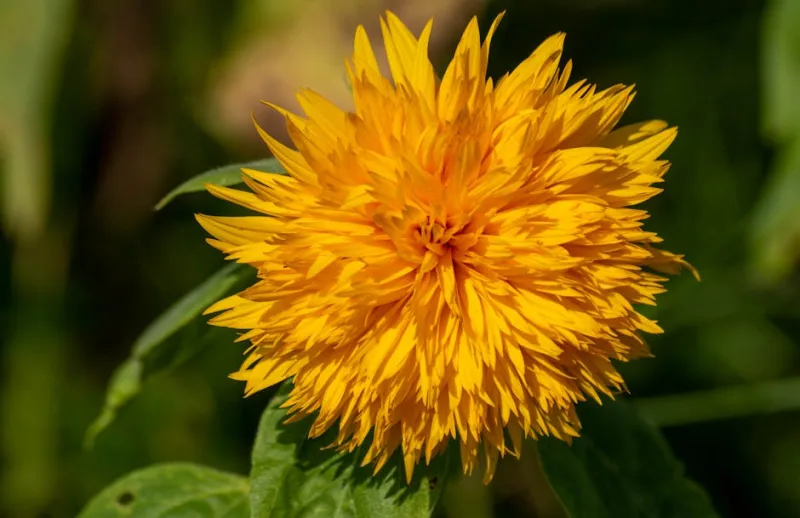 Helianthus Perenne - Helianthus × multiflorus