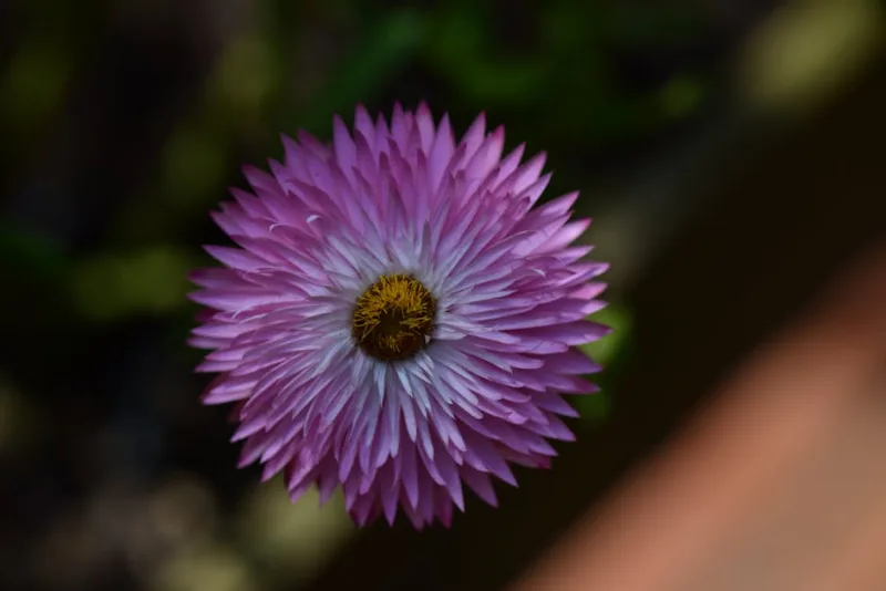 Helichrysum Bracteatum - Helichrysum bracteatum