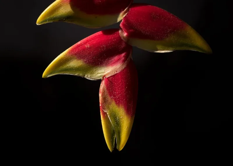 Heliconia Lobster Claw - Heliconia rostrata