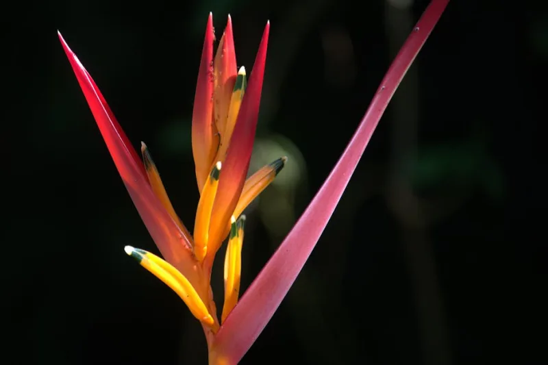 Heliconia - Heliconia spp.